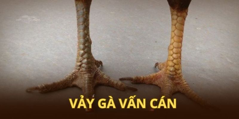 Các mẫu vảy vấn cán tam tài thường dễ tìm trên thị trường hiện nay 