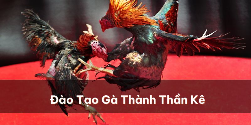 Đào tạo chuyên sâu giúp biến một con gà thường thành thần kê