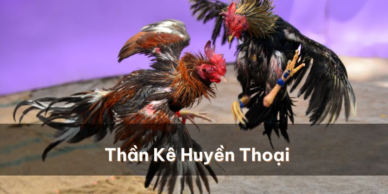 Những thần kê sở hữu điểm đặc biệt này thường được xem là huyền thoại