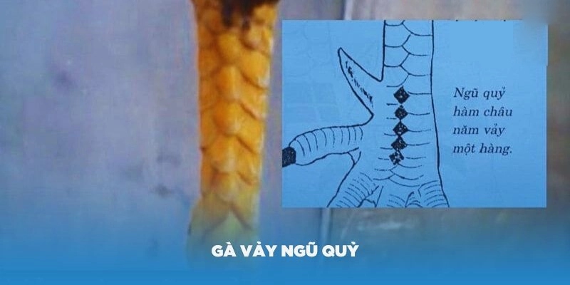 Vảy gà ngũ quỷ là hiện tượng cực kỳ hiếm gặp