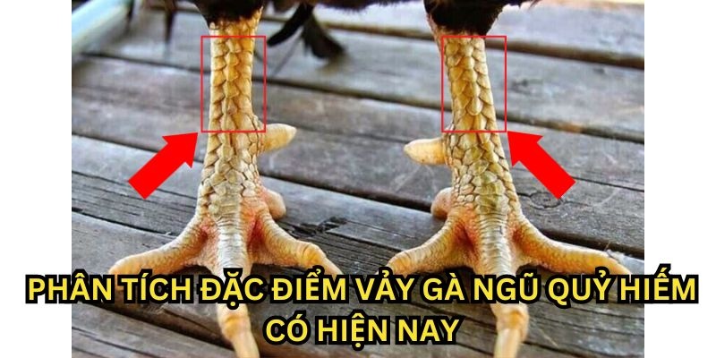 Nhận biết vảy ngũ quỷ qua kích thước và hình dáng