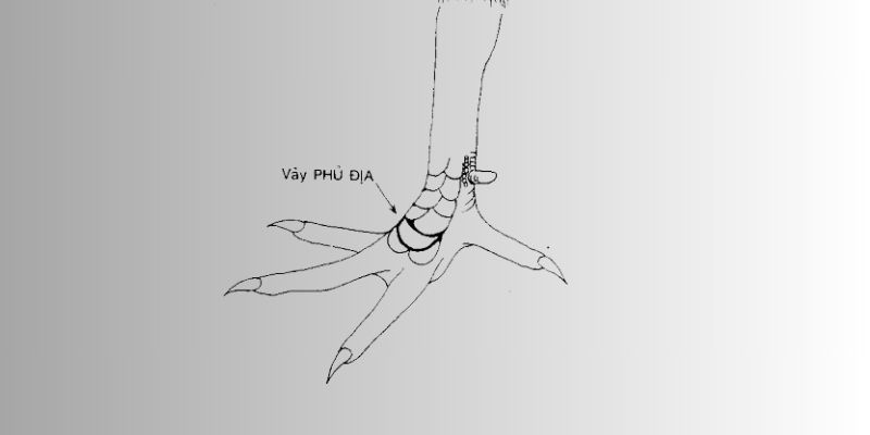 Đặc điểm nhận dạng của vảy gà Phủ Địa thông thường