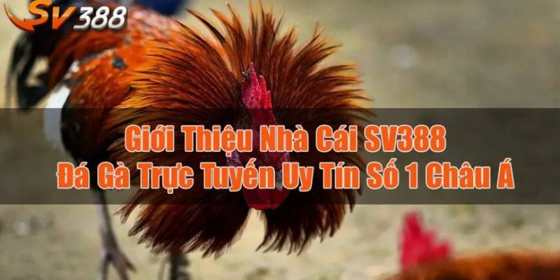 Sảnh SV388 là một trong  những địa điểm uy tín hàng đầu châu Á