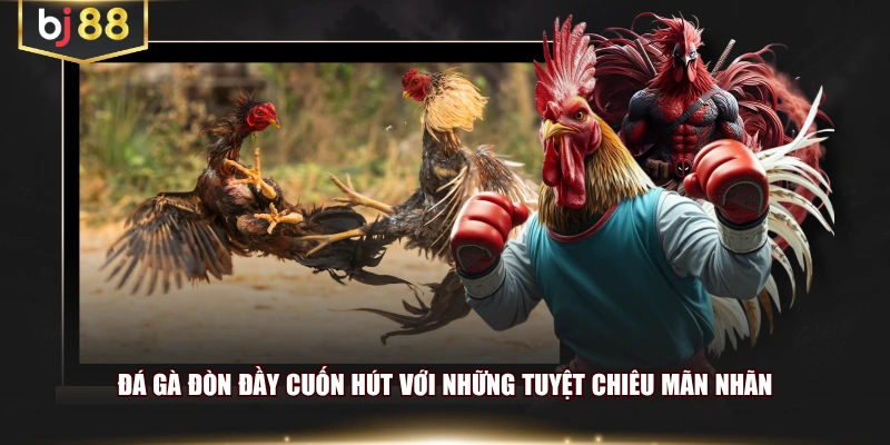Đá gà đòn đầy cuốn hút với những tuyệt chiêu mãn nhãn