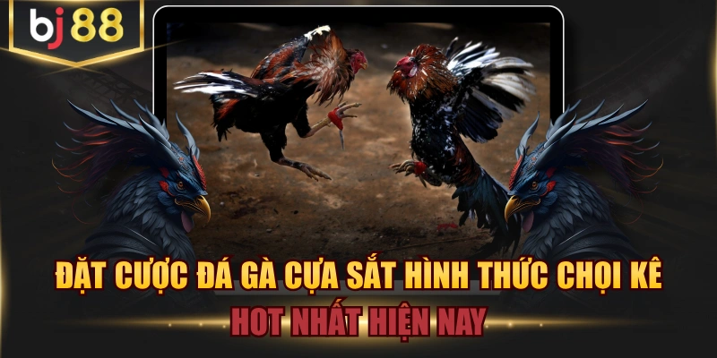 Đặt Cược Đá Gà Cựa Sắt Hình Thức Chọi Kê Hot Nhất Hiện Nay